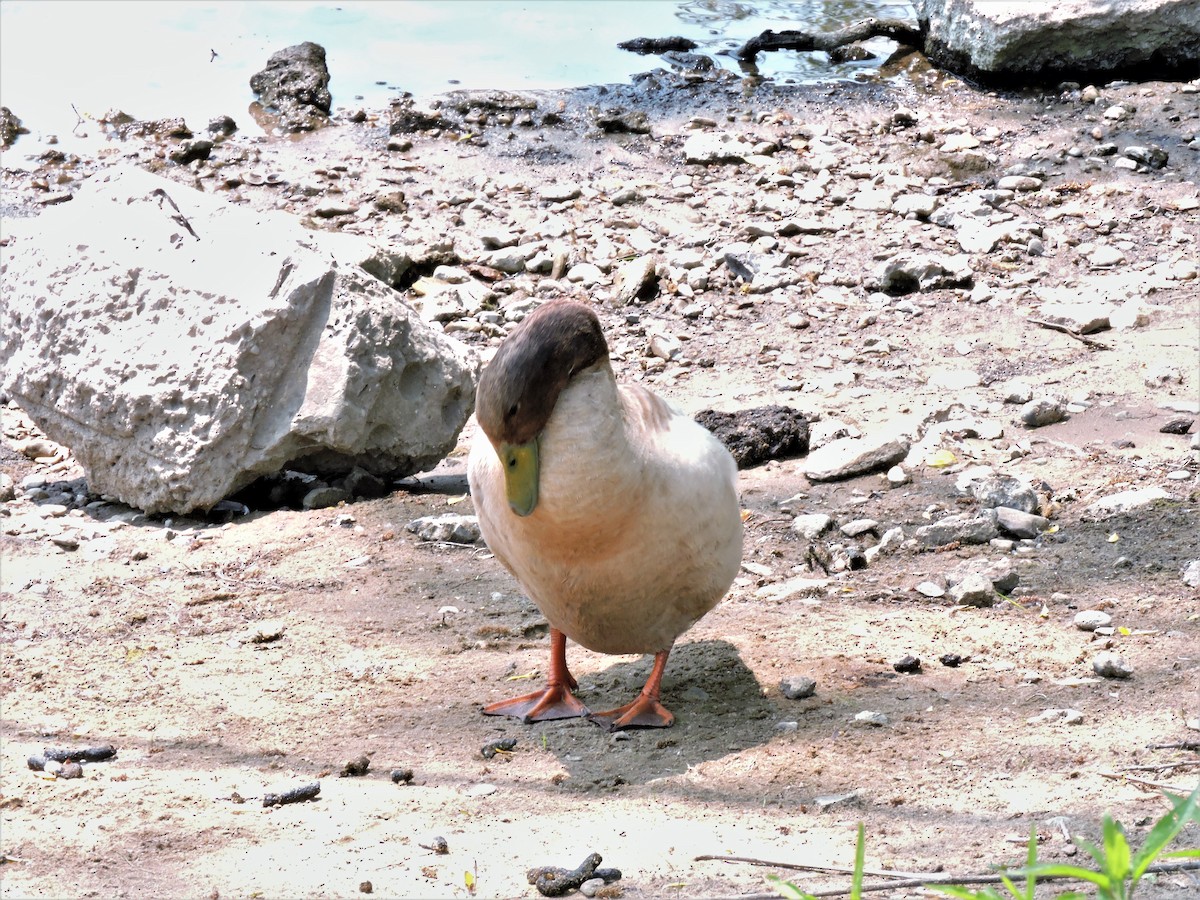 Fehlfarben-Stockente/Hausente - ML582280941