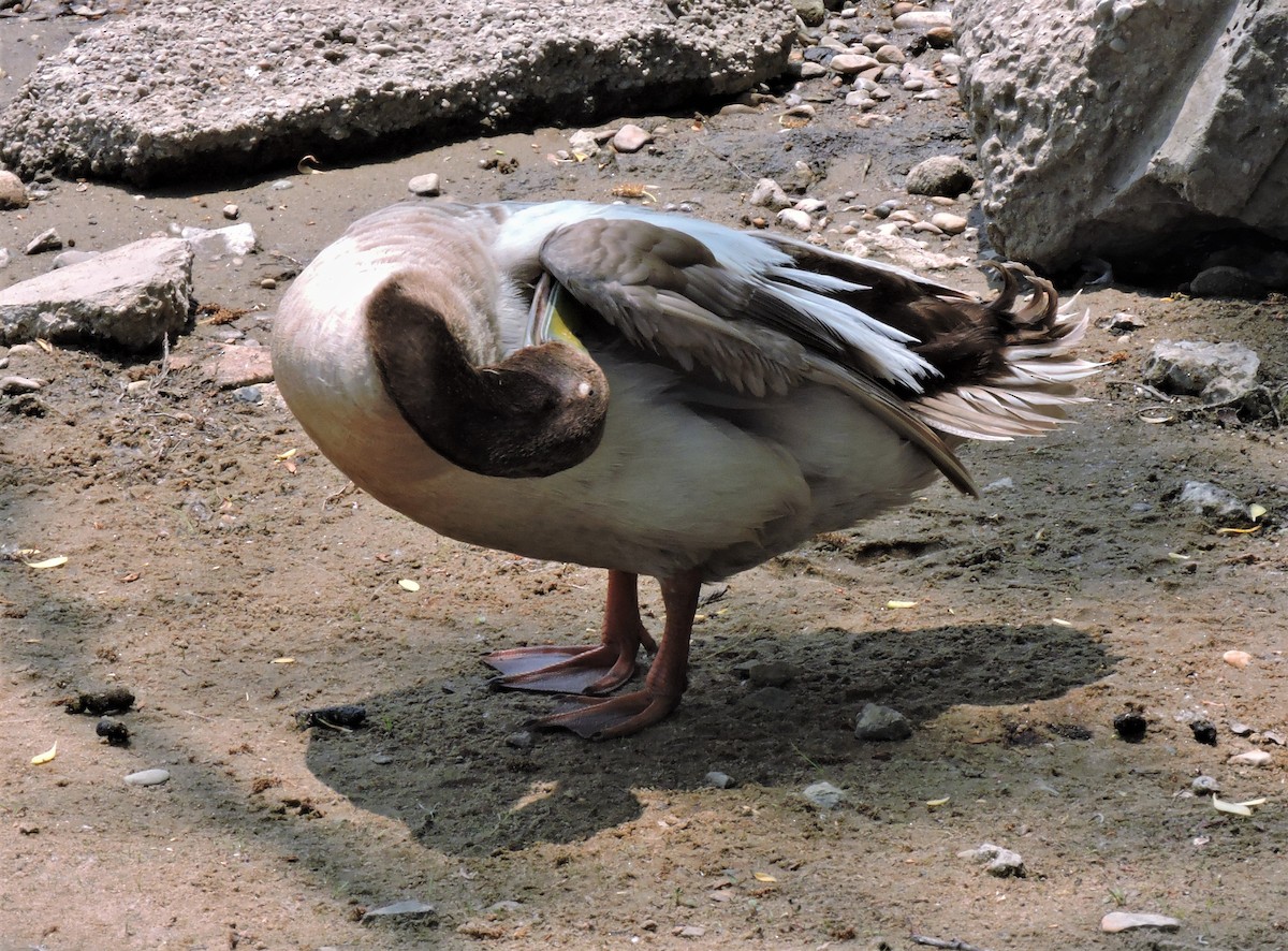 Mallard (Domestic type) - ML582280951