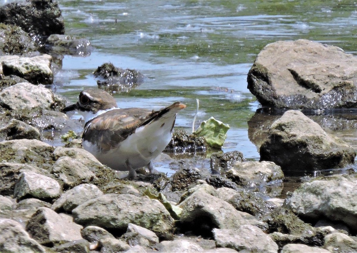 Killdeer - ML582281081