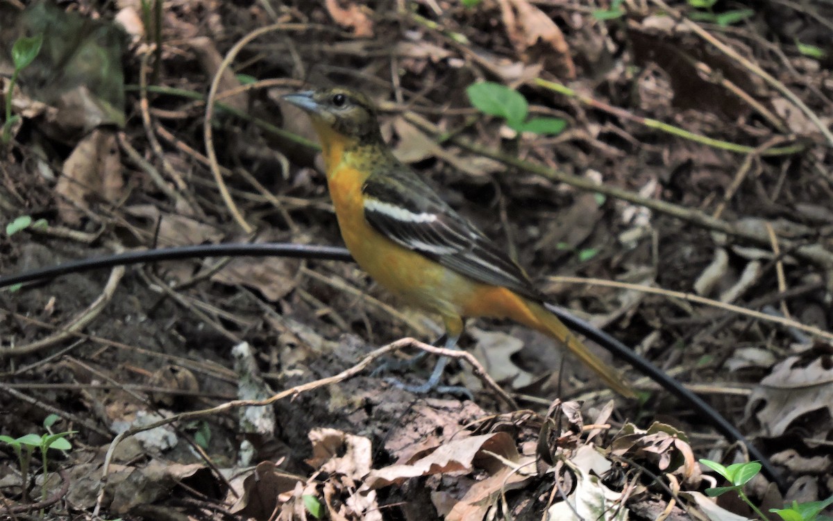 Baltimore Oriole - Eric Michael