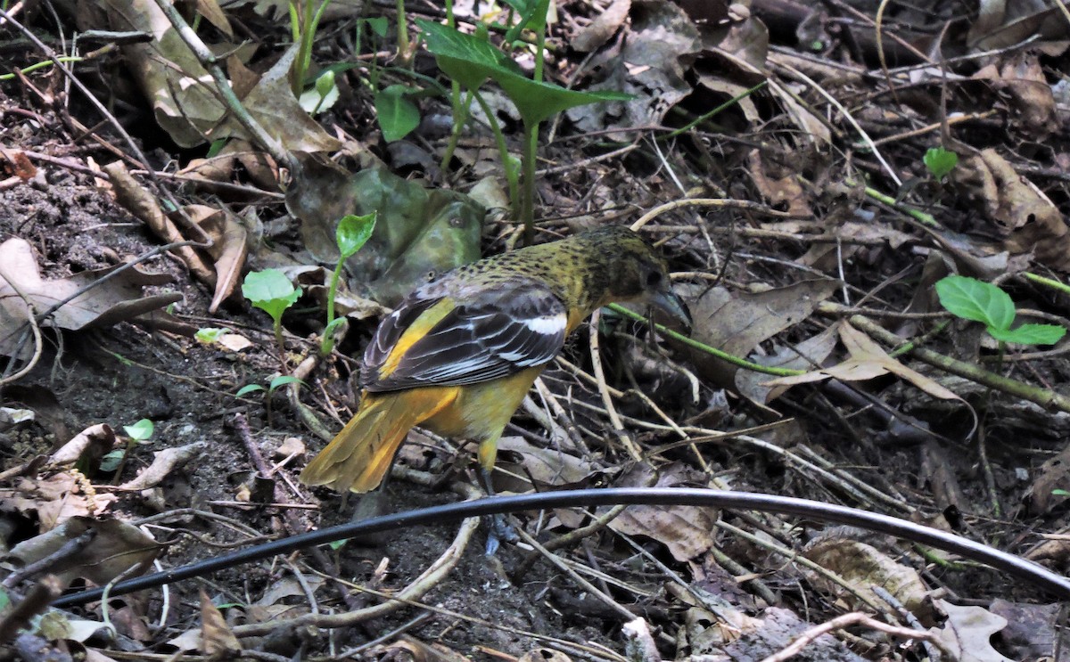 Baltimore Oriole - ML582281221