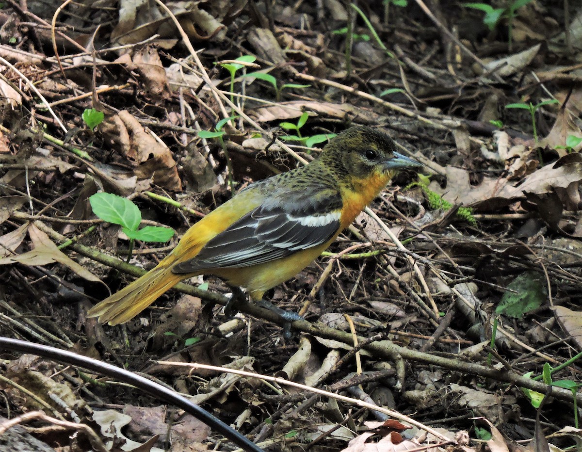 Baltimore Oriole - ML582281241