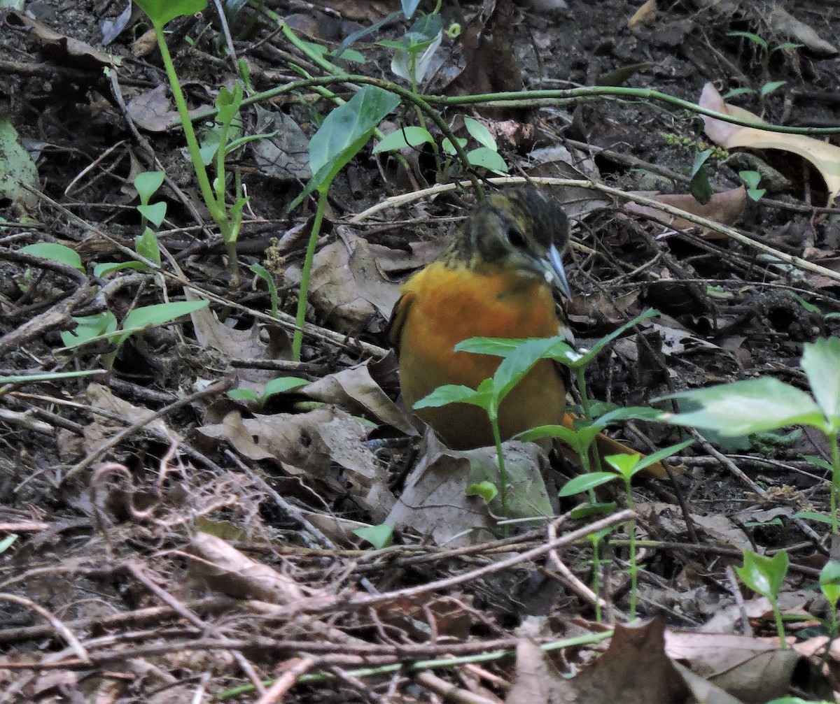 Baltimore Oriole - ML582281261