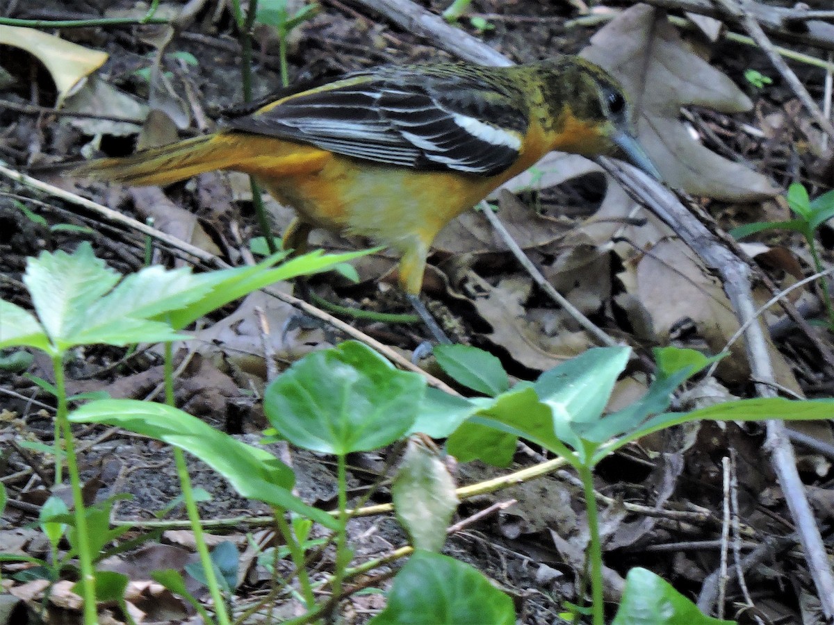 Baltimore Oriole - ML582281281