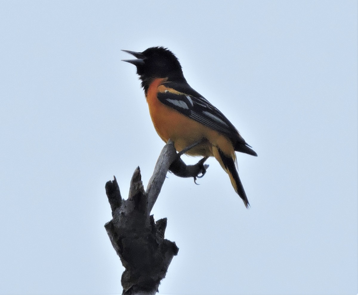 Baltimore Oriole - ML582281371