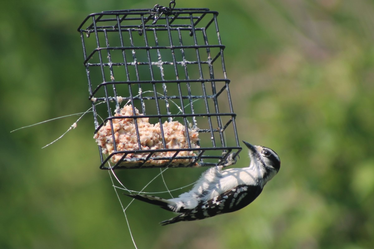 Downy Woodpecker - Susan Strane