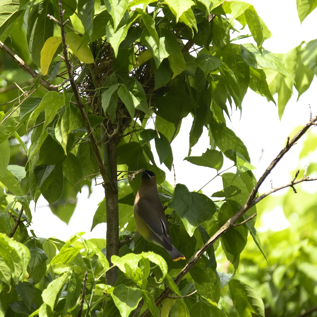 Cedar Waxwing - ML582282331