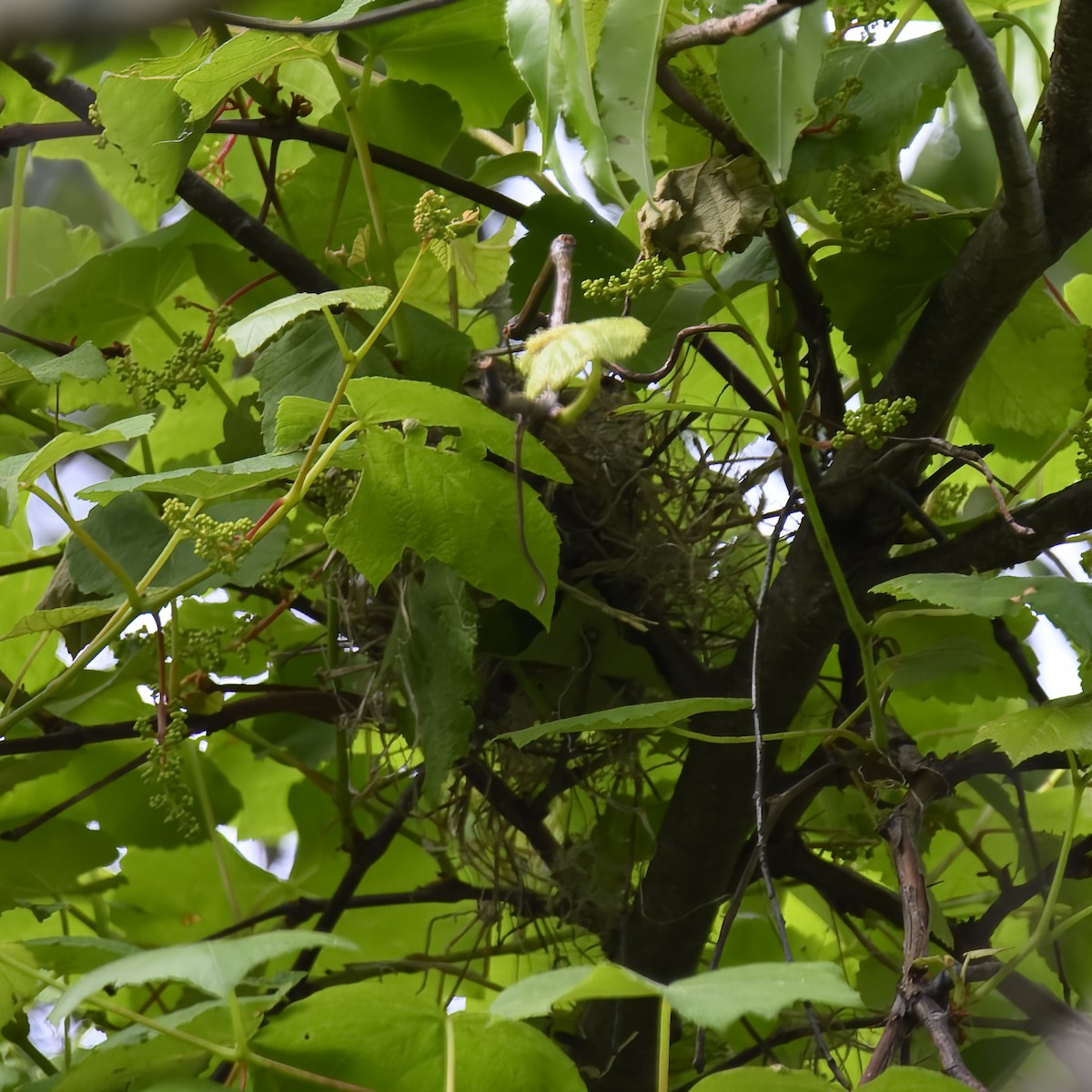 Cedar Waxwing - ML582282361