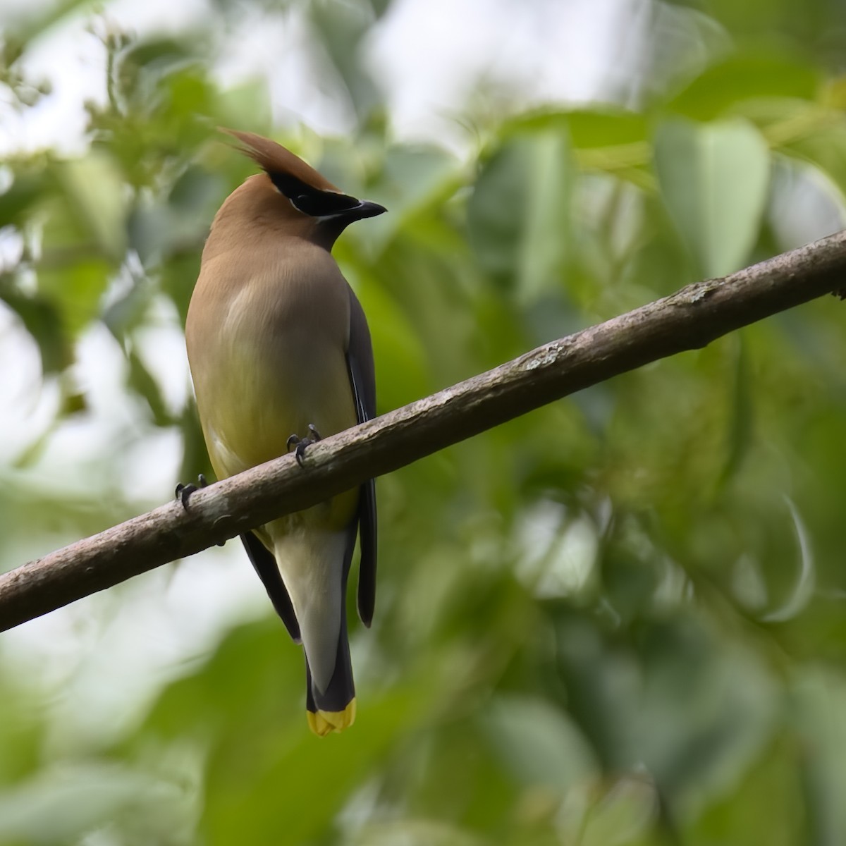 Cedar Waxwing - ML582282421