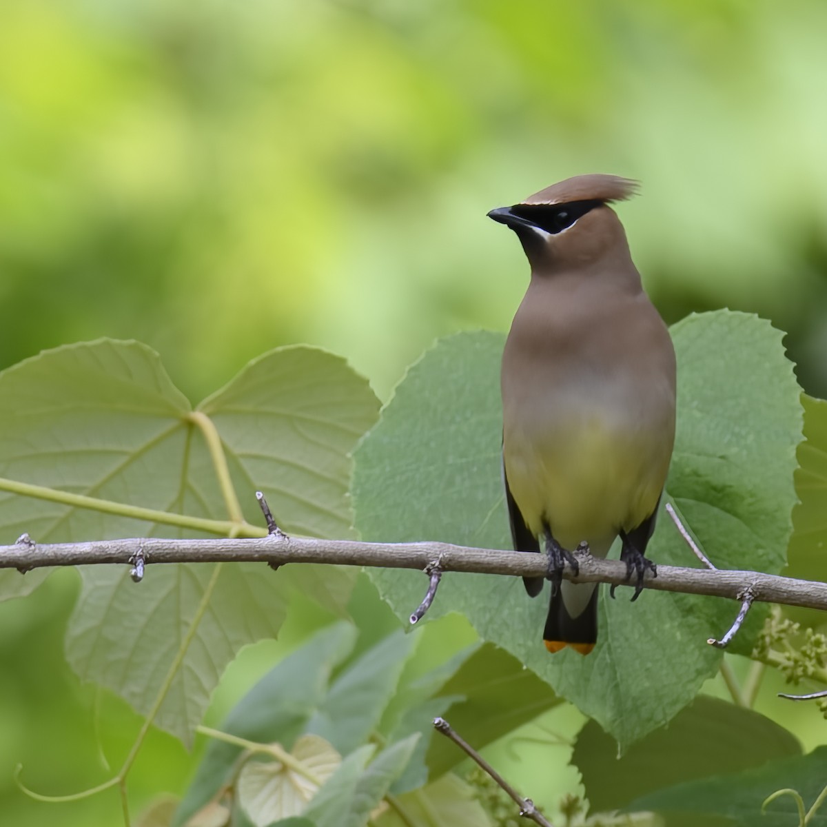 Cedar Waxwing - ML582282431