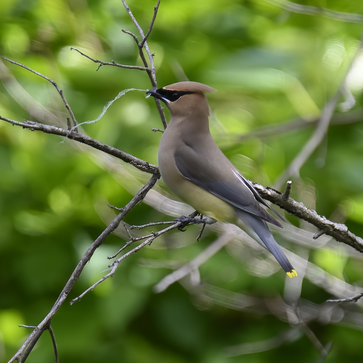 Cedar Waxwing - ML582282681