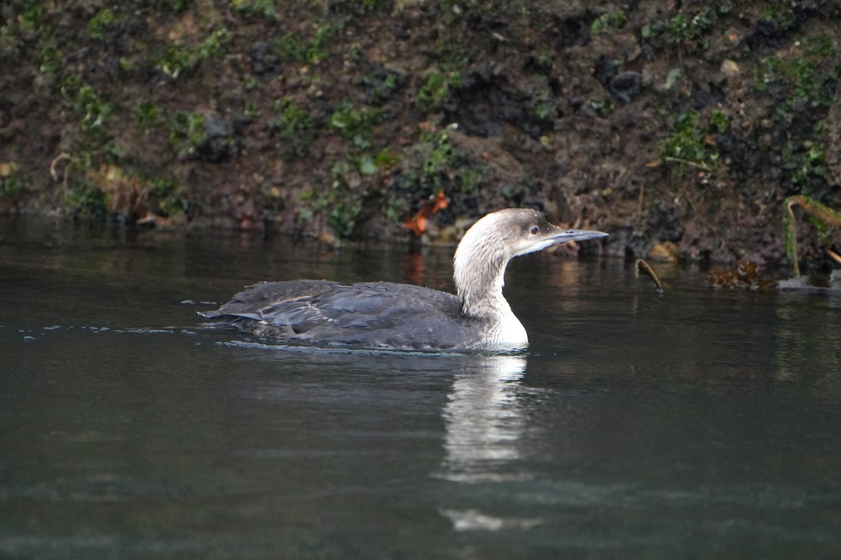 Pacific Loon - Seiichiro Kinugasa