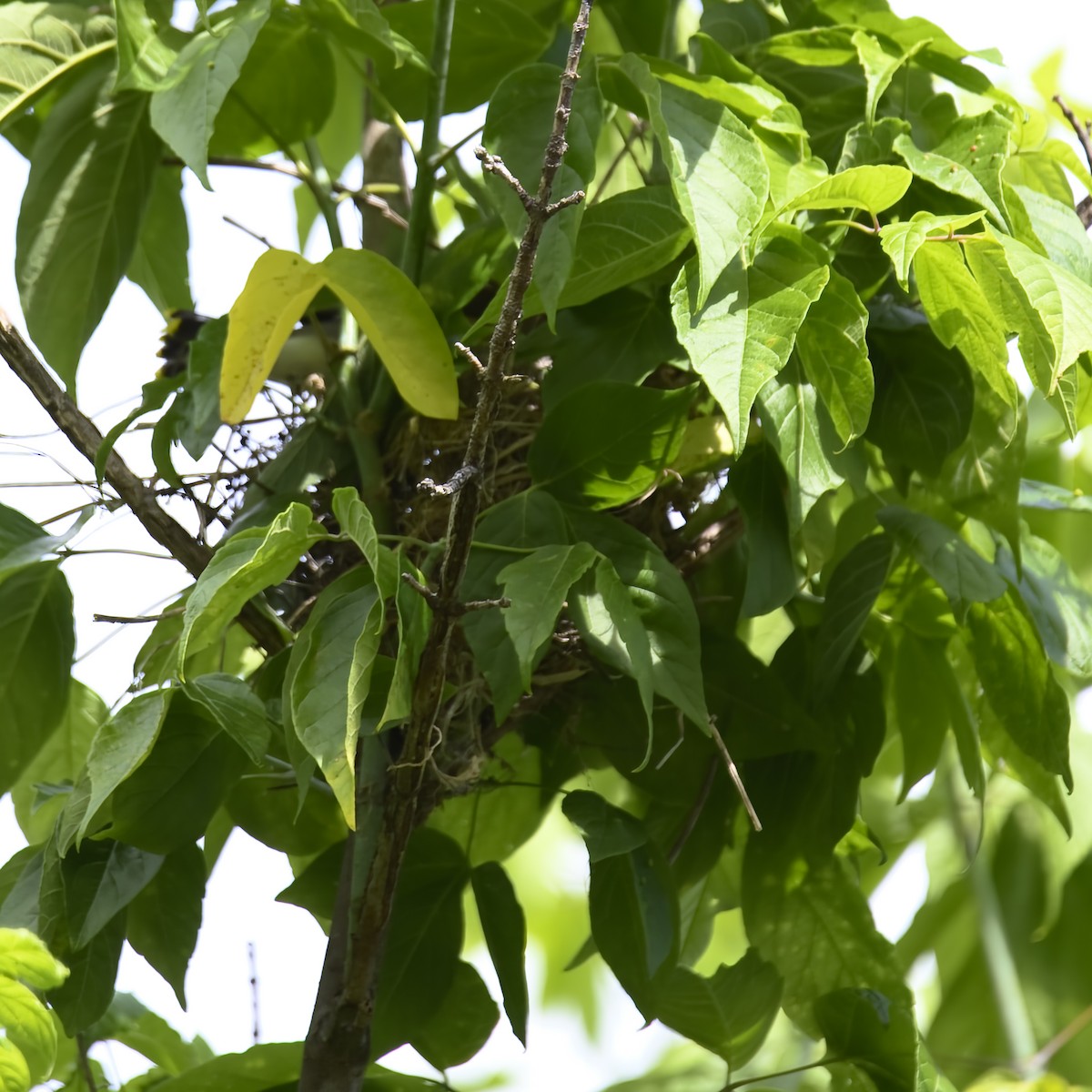 Cedar Waxwing - ML582282861