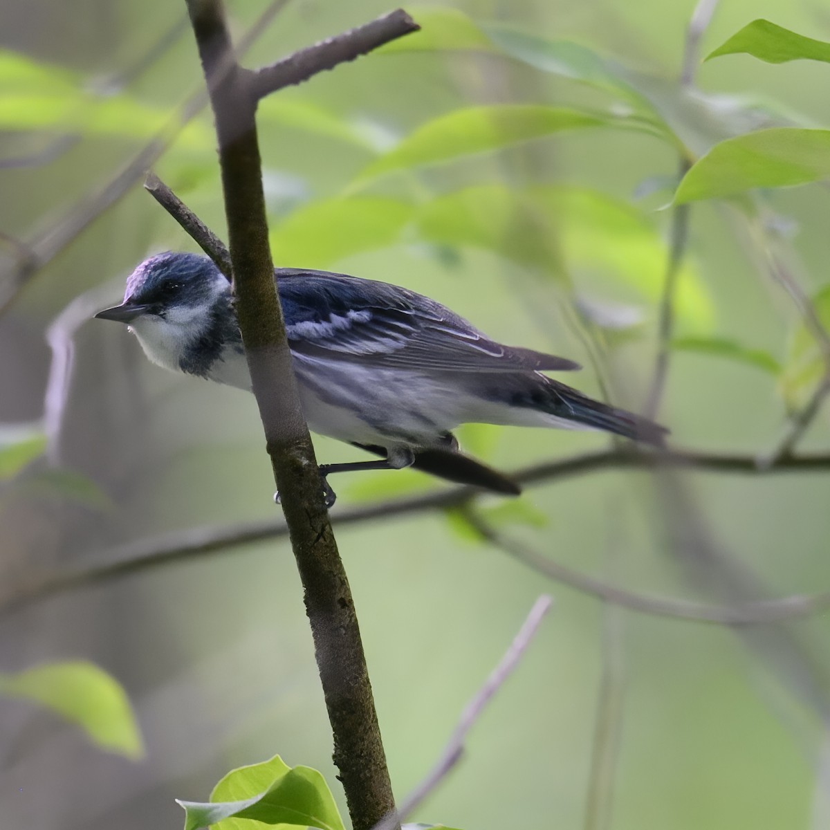 Blauwaldsänger - ML582283001