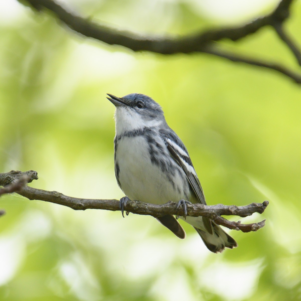 Cerulean Warbler - ML582283111