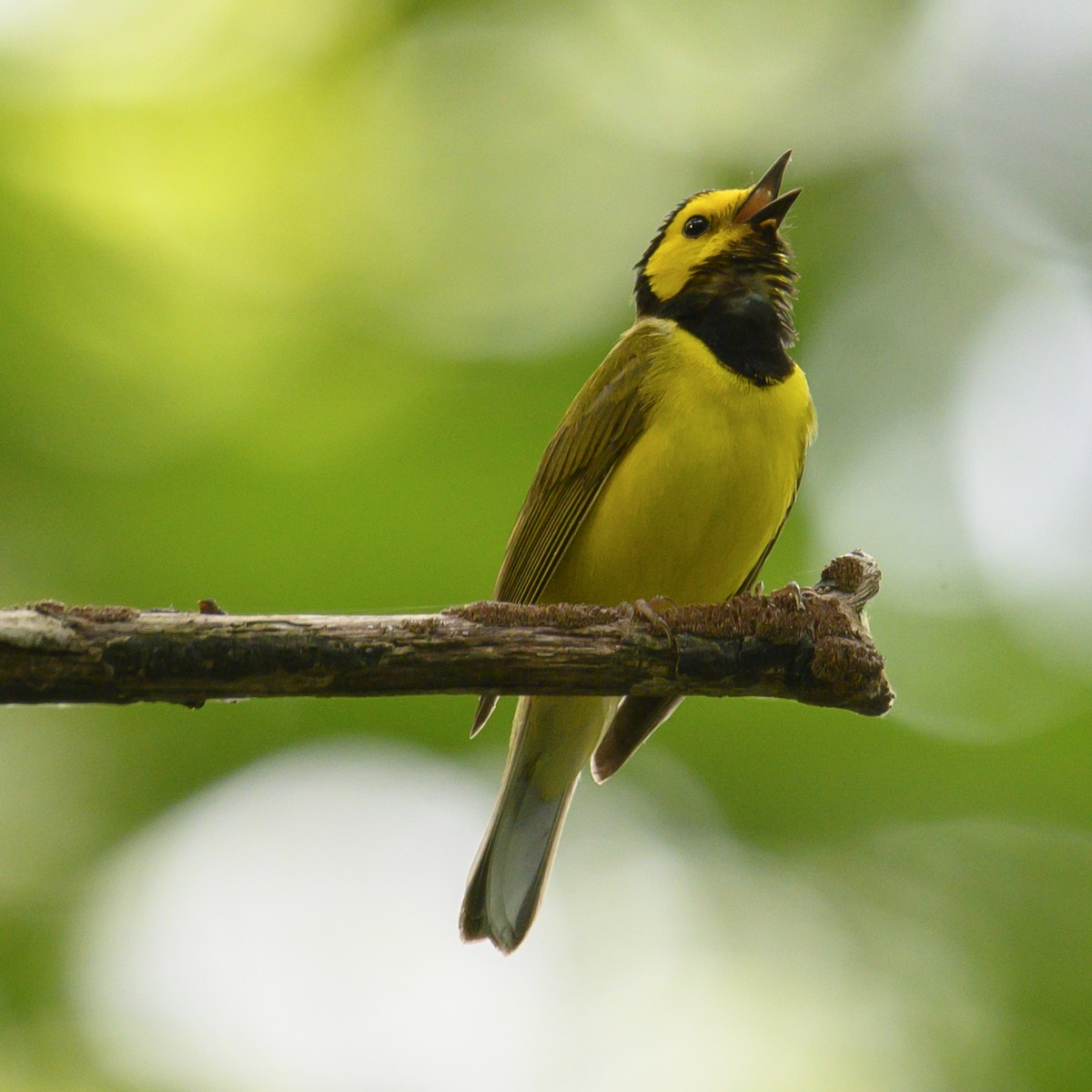 Hooded Warbler - ML582283451