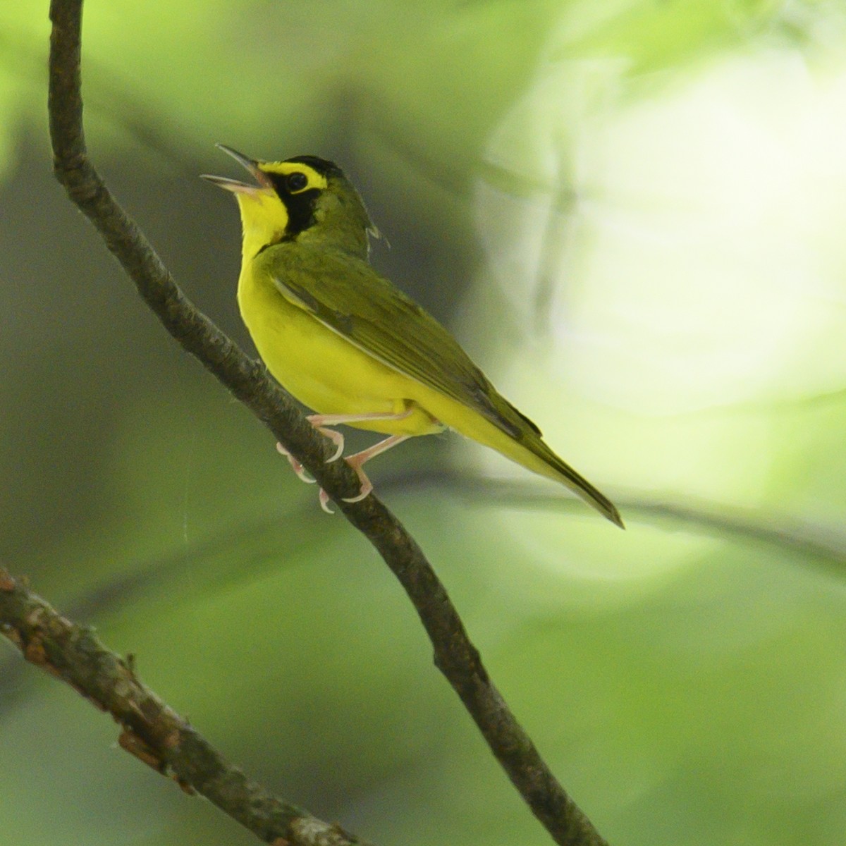 Kentucky Warbler - ML582283681