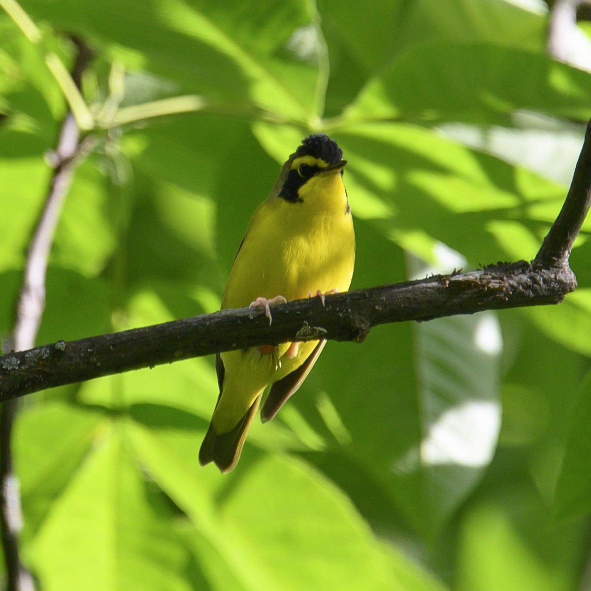 Kentucky Warbler - ML582283741