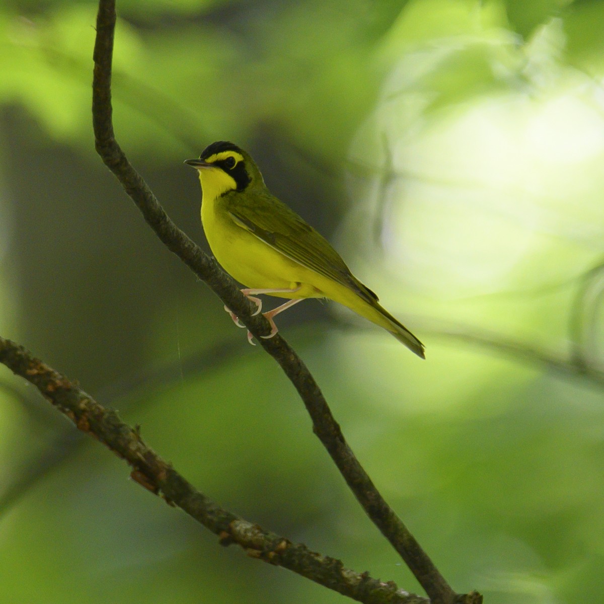 Kentucky Warbler - ML582283771