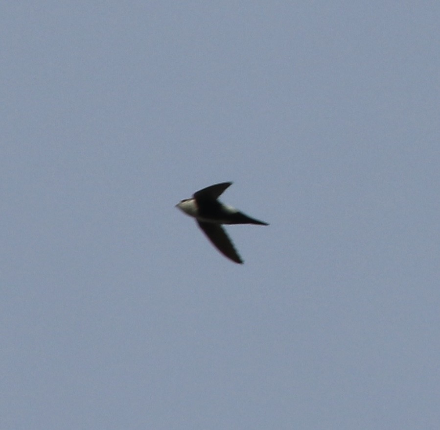 White-throated Swift - ML582283831