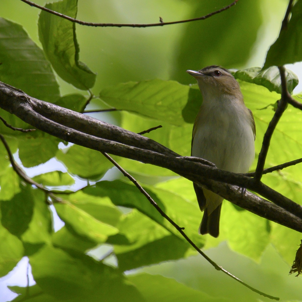 Kızıl Gözlü Vireo - ML582283911