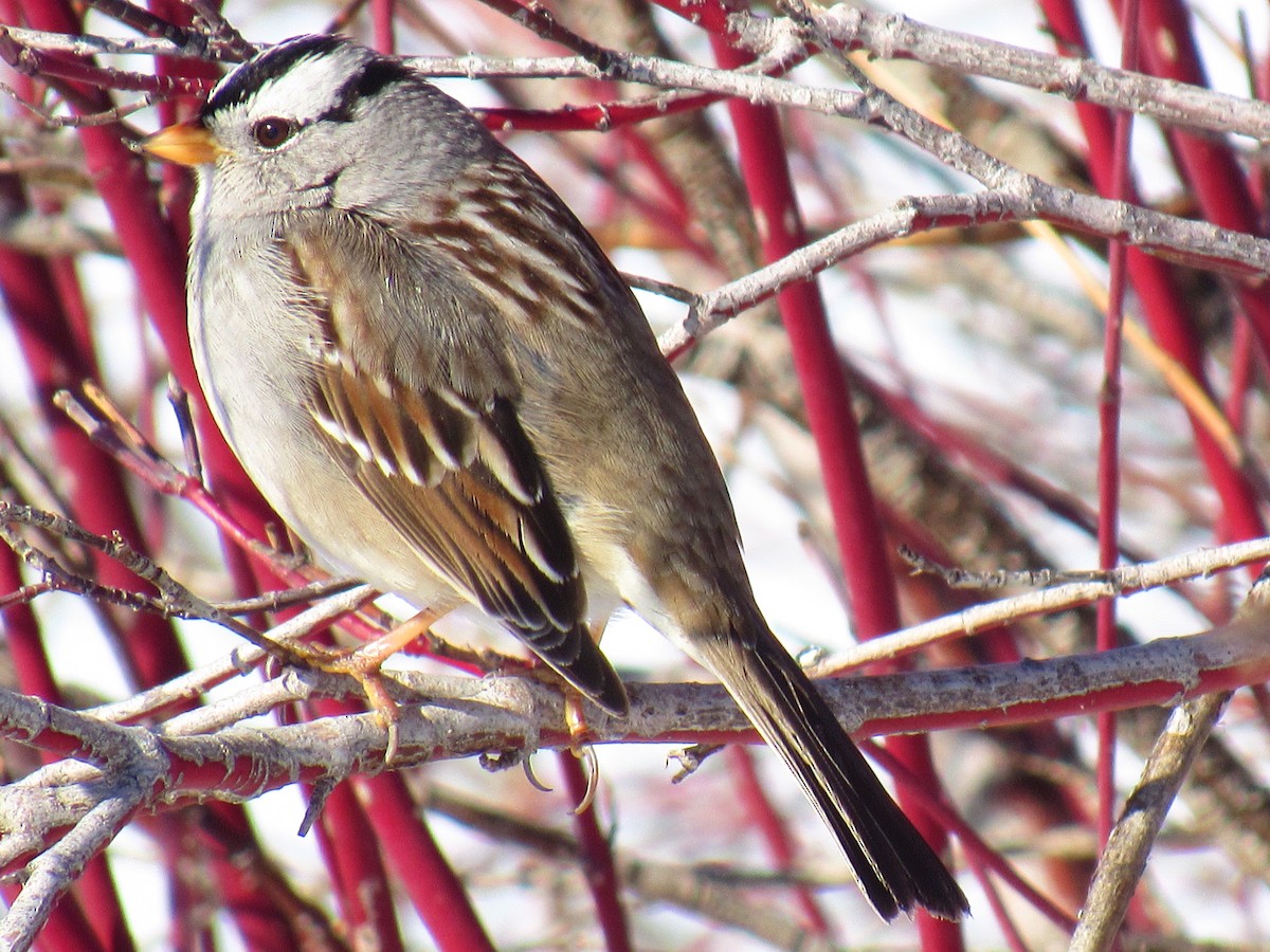 White-crowned Sparrow - ML58228401