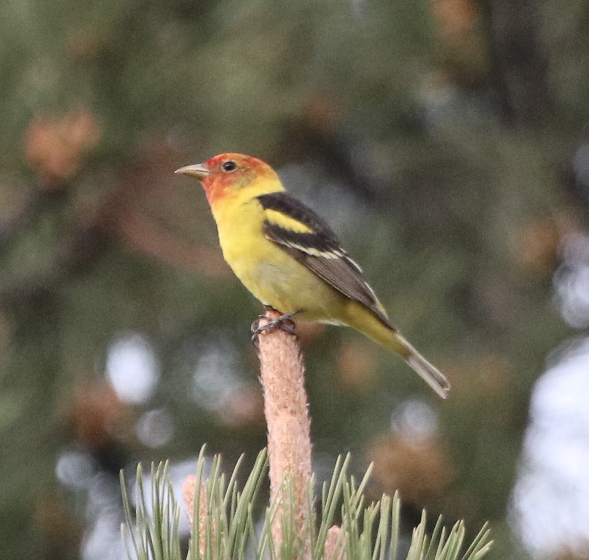 Western Tanager - ML582284011
