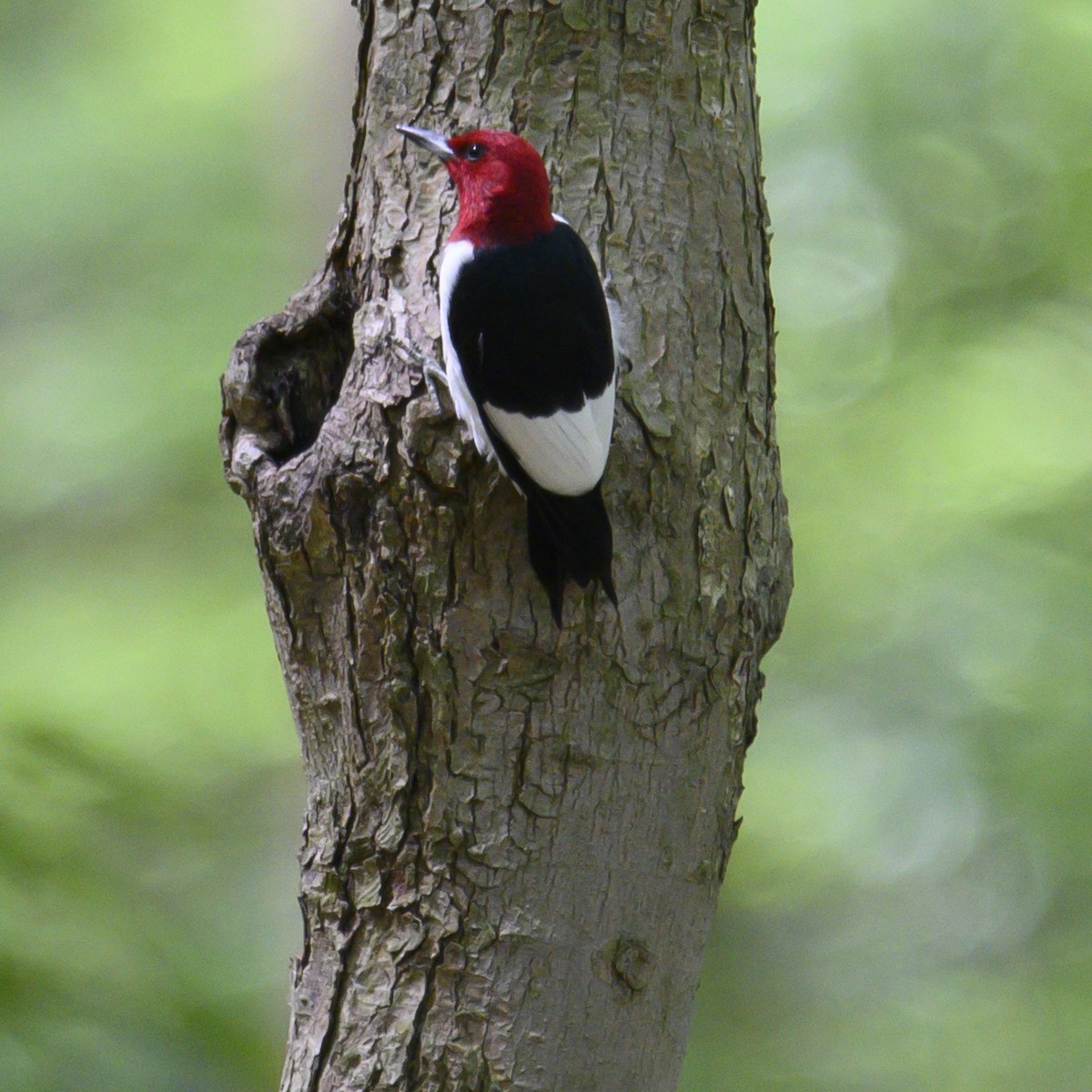 Red-headed Woodpecker - ML582284111