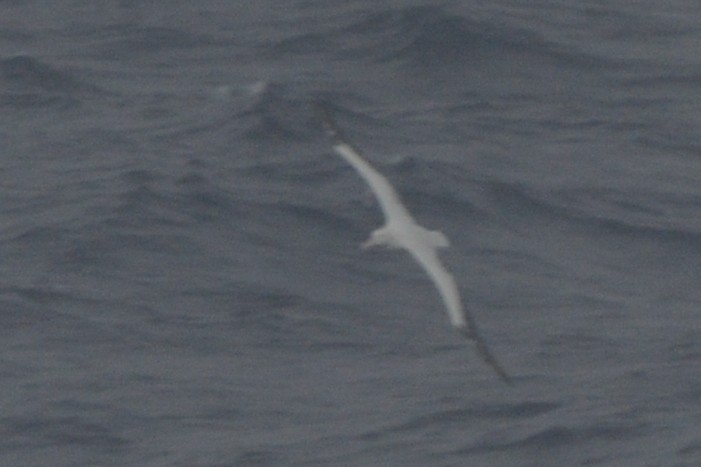 large albatross sp. - ML582284331