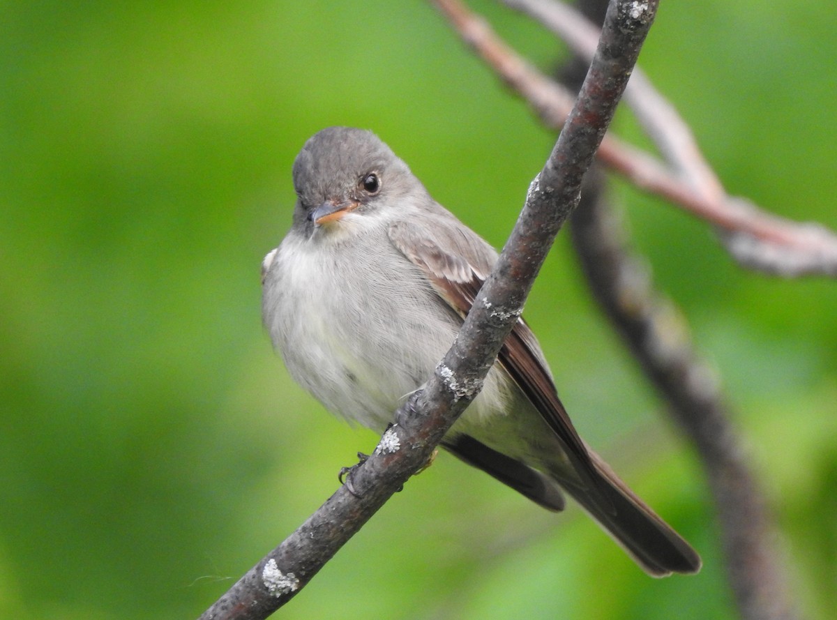 Eastern Wood-Pewee - ML582284541