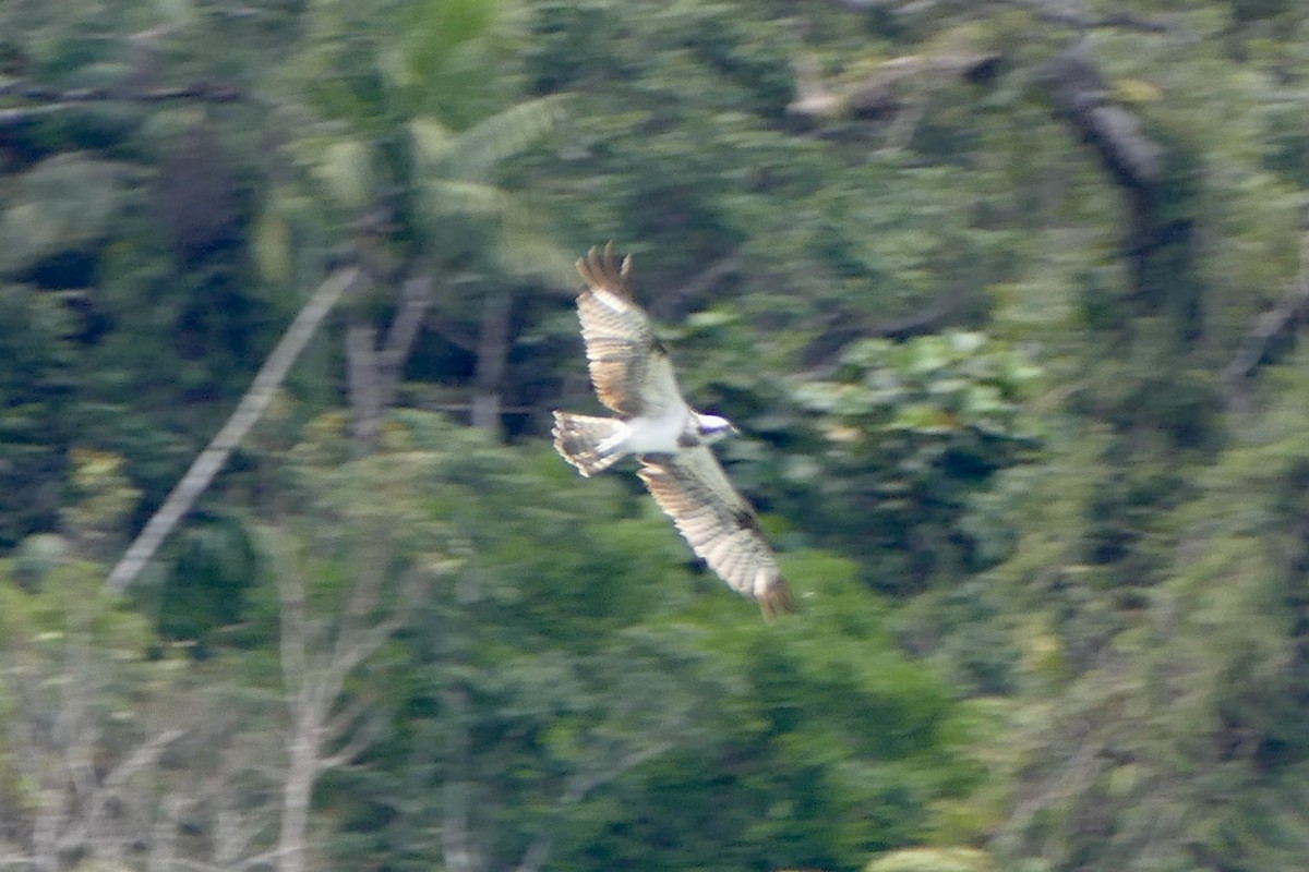 Águila Pescadora - ML582284991