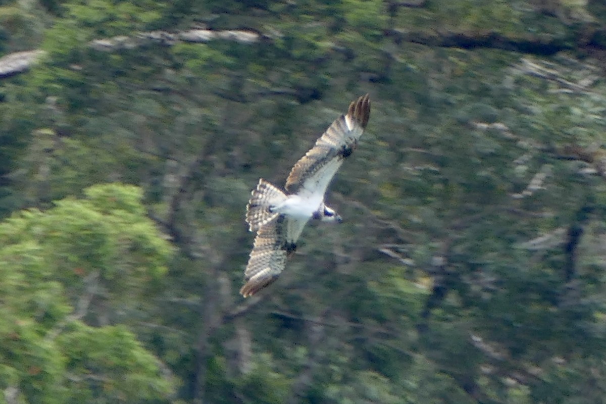 Osprey - Peter Kaestner