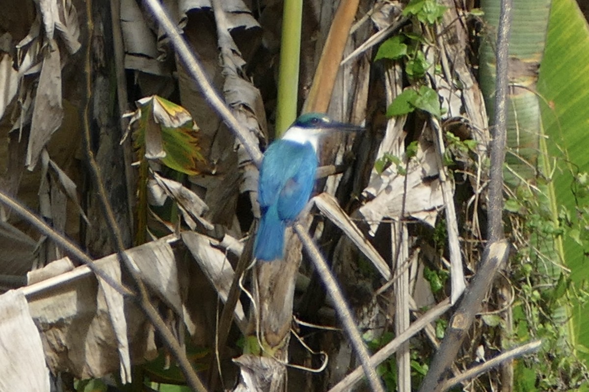 Collared Kingfisher - ML582285361