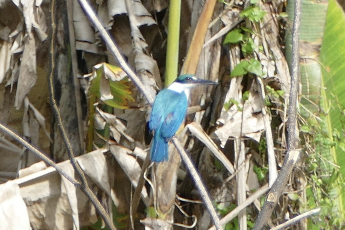 Collared Kingfisher - ML582285371