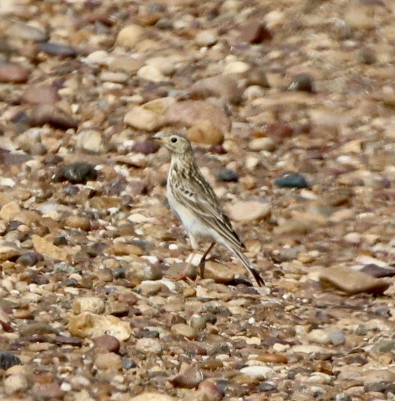 Sprague's Pipit - ML582285401