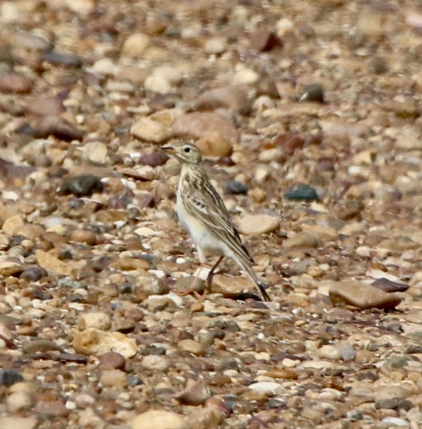 Sprague's Pipit - ML582285411