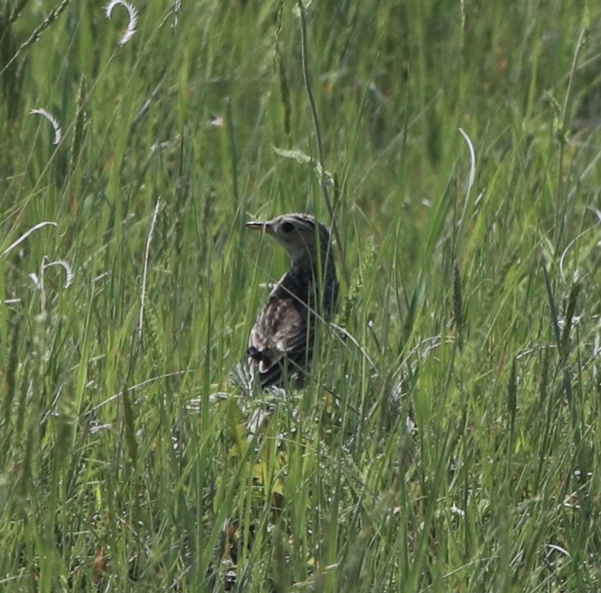 Sprague's Pipit - Jeff Wahl