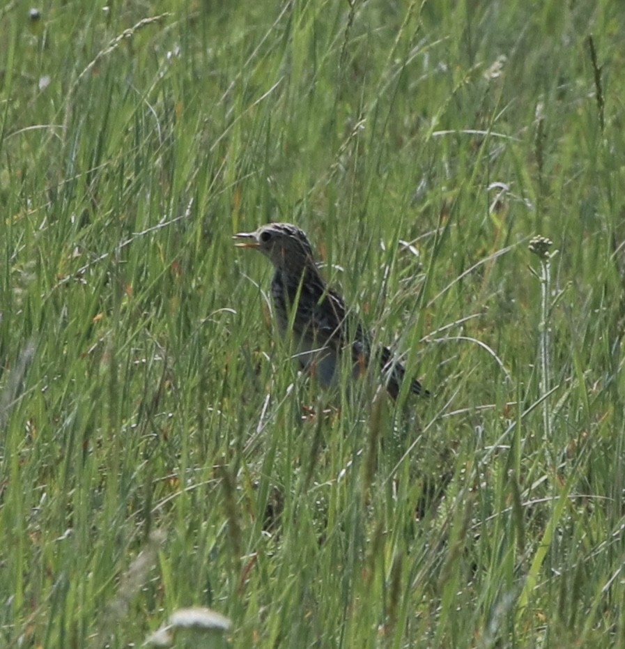 Sprague's Pipit - Jeff Wahl