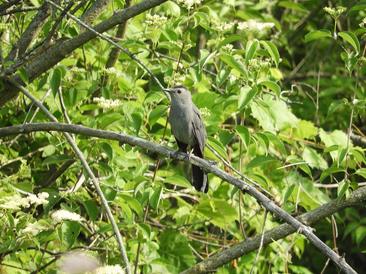 Gray Catbird - Douglass Gaking