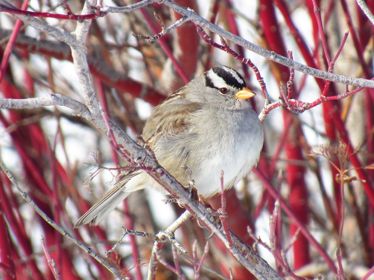 White-crowned Sparrow - ML58228581
