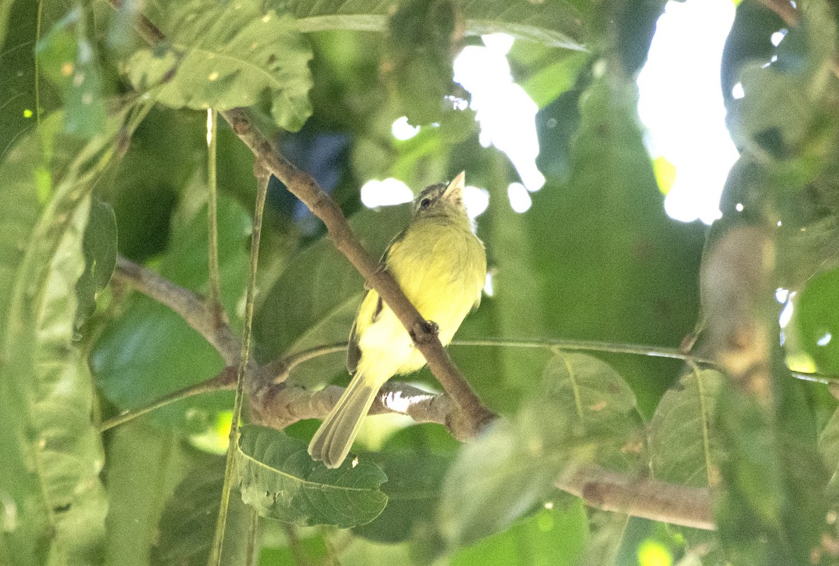 Yellow-olive Flatbill (Para) - ML582286341