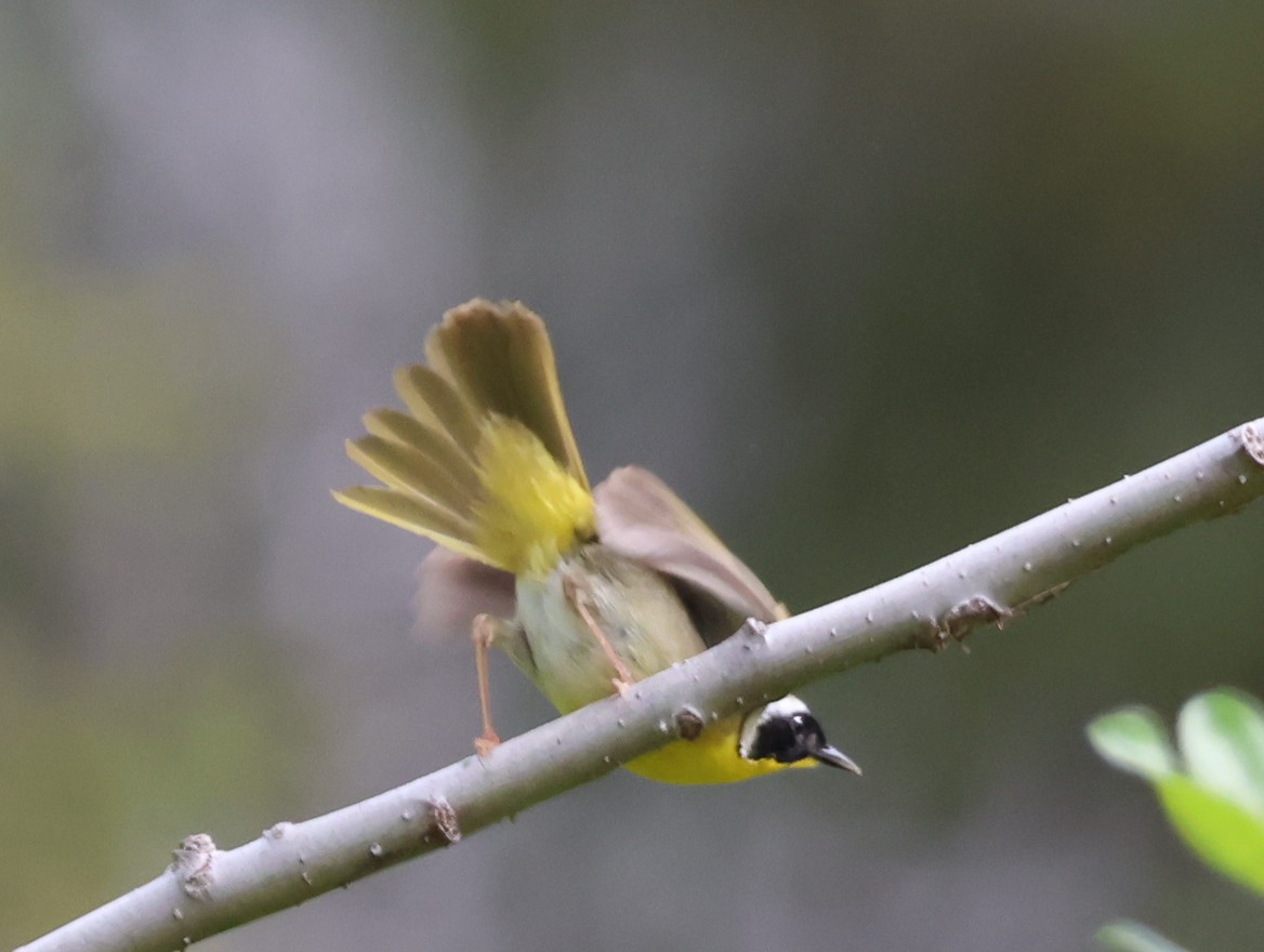 Common Yellowthroat - ML582286421