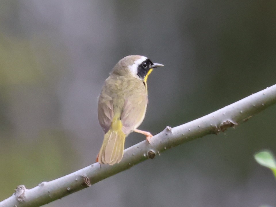 Common Yellowthroat - Steven Hemenway