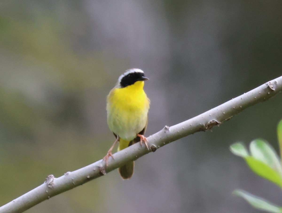 Common Yellowthroat - ML582286441