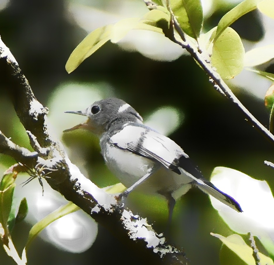 Blue-gray Gnatcatcher - ML582287321