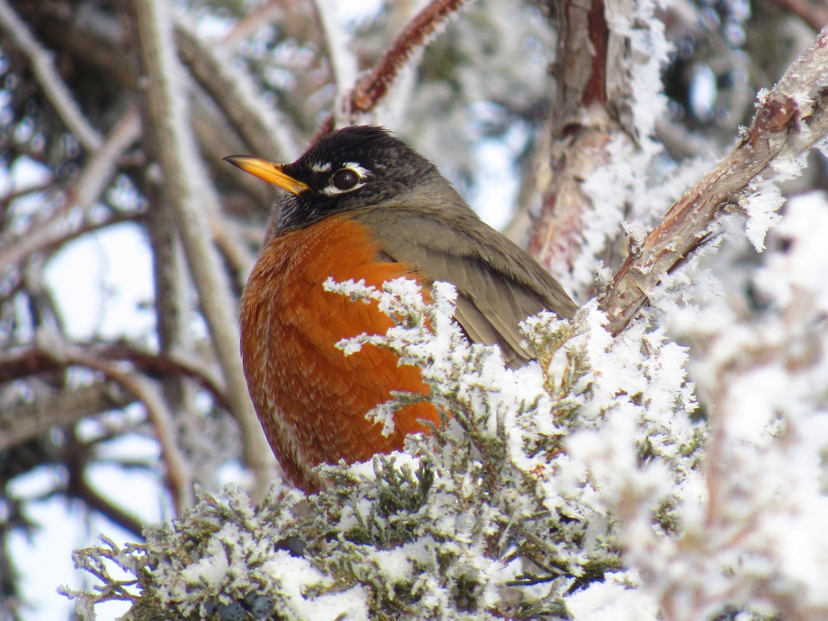 American Robin - ML58228771