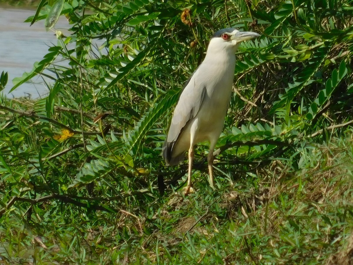 Black-crowned Night Heron - ML582287721