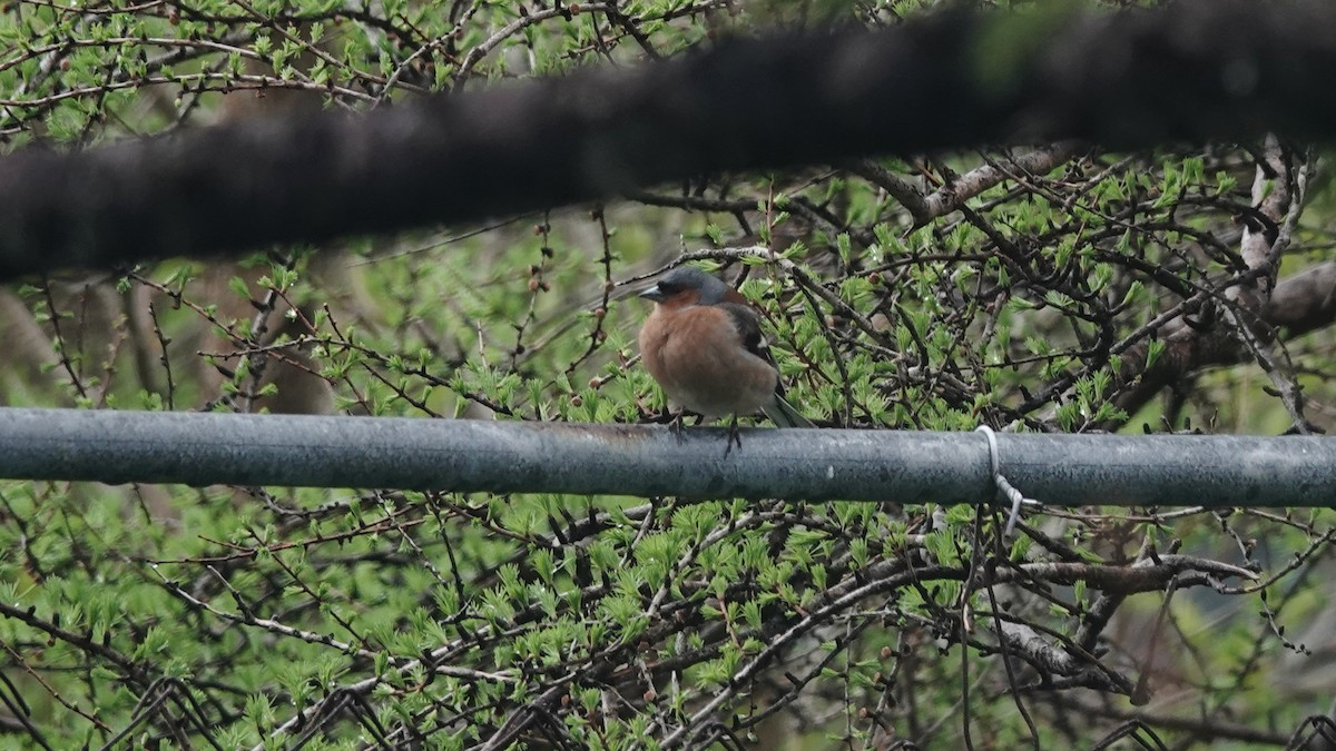 Common Chaffinch - ML582287781