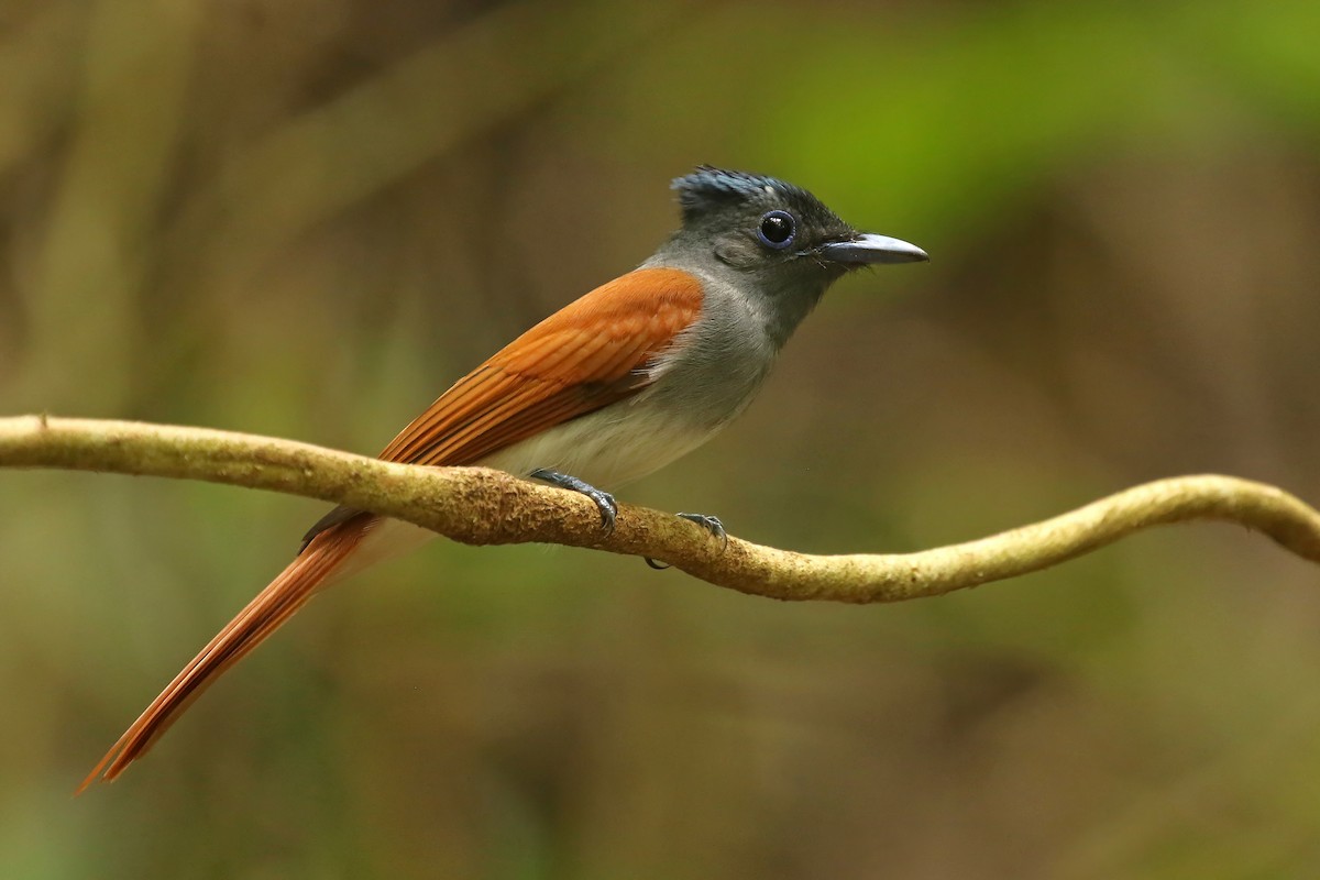 Blyth's Paradise-Flycatcher - Jeffrey Offermann