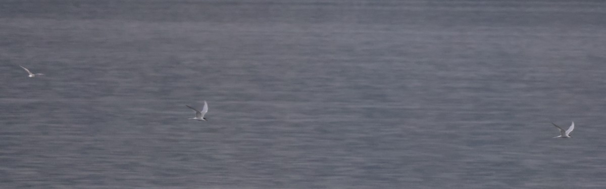 Common Tern - ML582288611